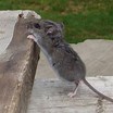 Country mouse