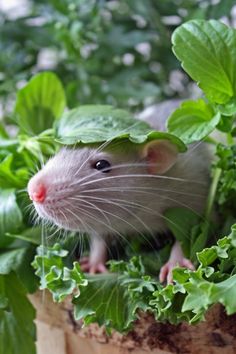 Mouse in vegetation