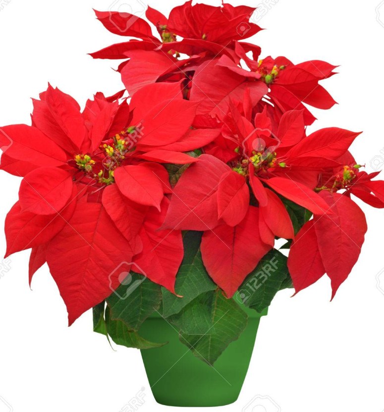 beautiful poinsettia