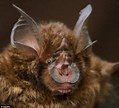 The horseshoe bat