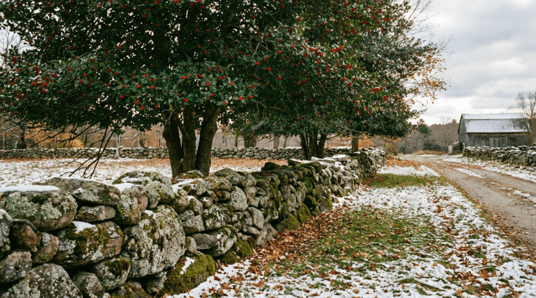 Mossy stone wall and holly trees with red berries in a snowy rural landscape.